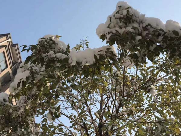 上海擅長刑事案件律師來講講如何認定醉駕型危險駕駛案件中的犯罪情節輕微